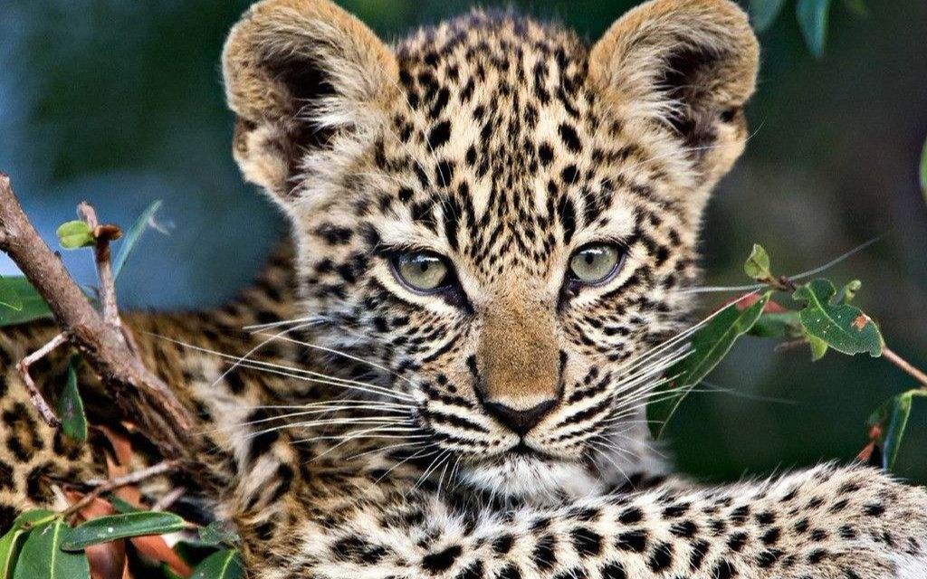 花豹妈妈带两只可爱又萌的小豹子过马路,小豹子对啥都好奇