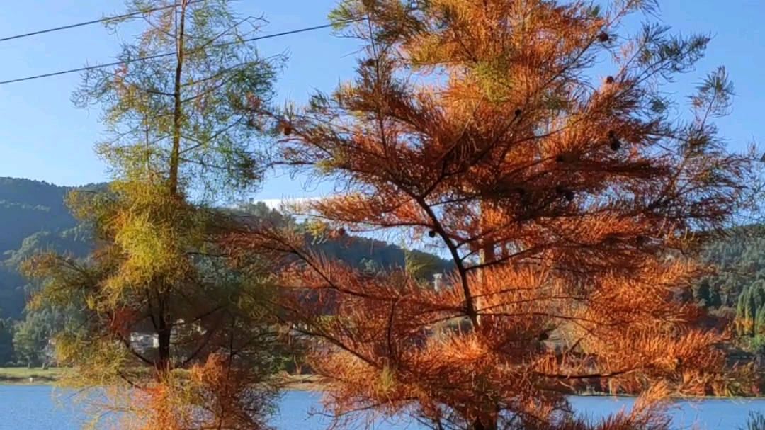 昆明三家村水库名花谷赏水杉放手去拍vlog吧不负选择接住你的年末美礼