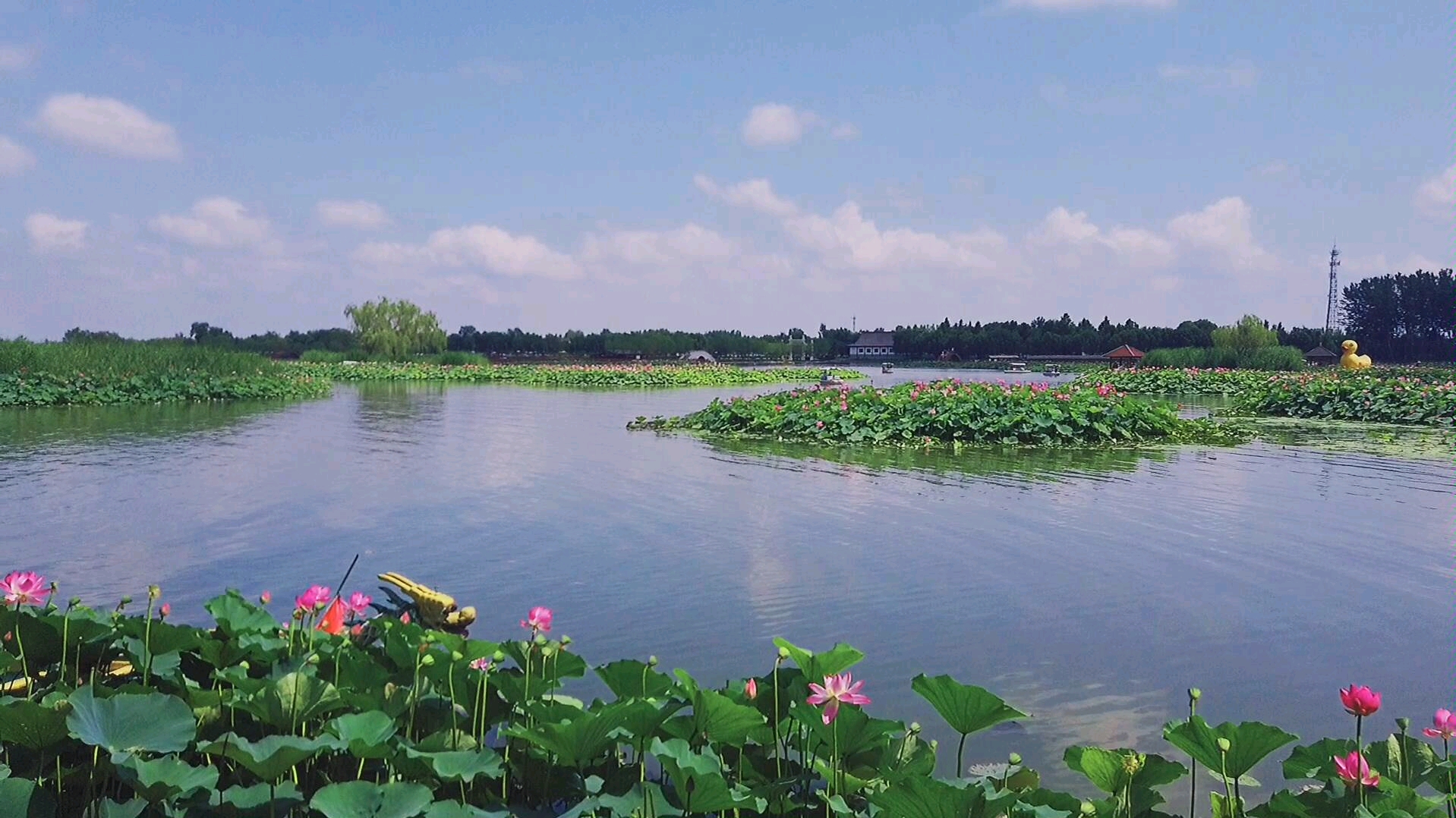 [图]微山湖风光