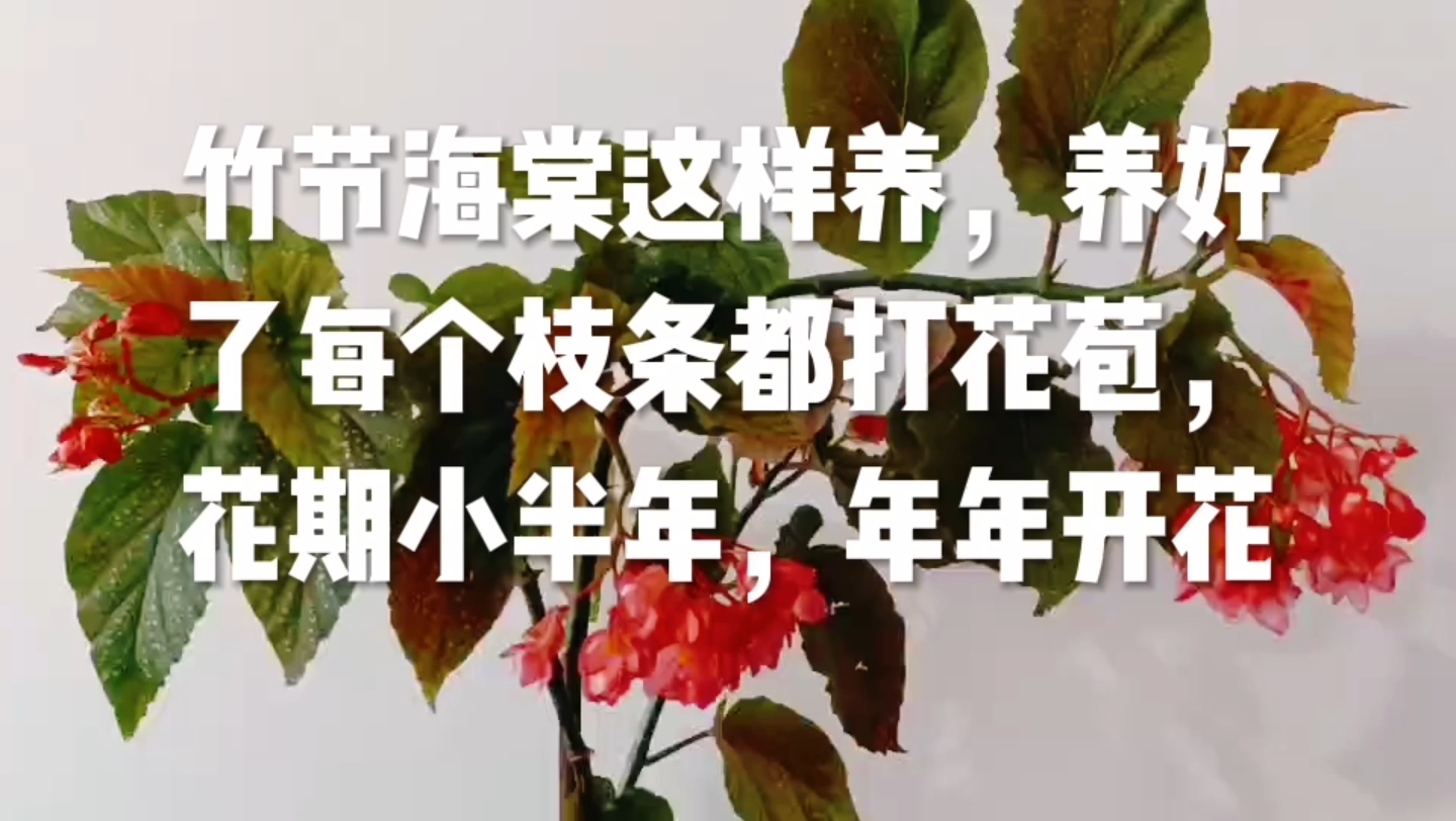 [图]竹节海棠这样养，养好了每个枝条都打花苞，花期小半年，年年开花