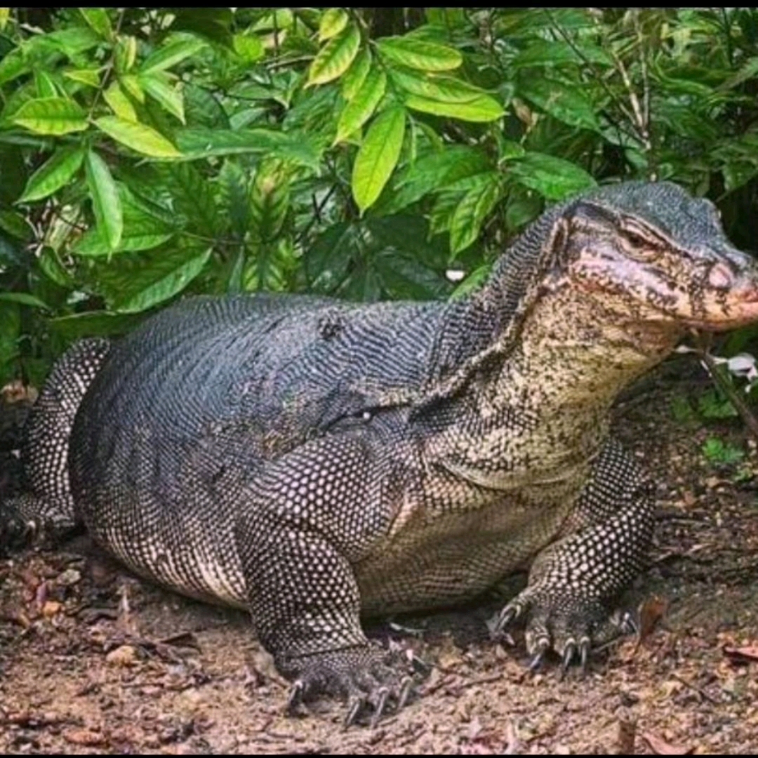 哈基米恩情课文《哈集美用石子打死泽巨蜥》