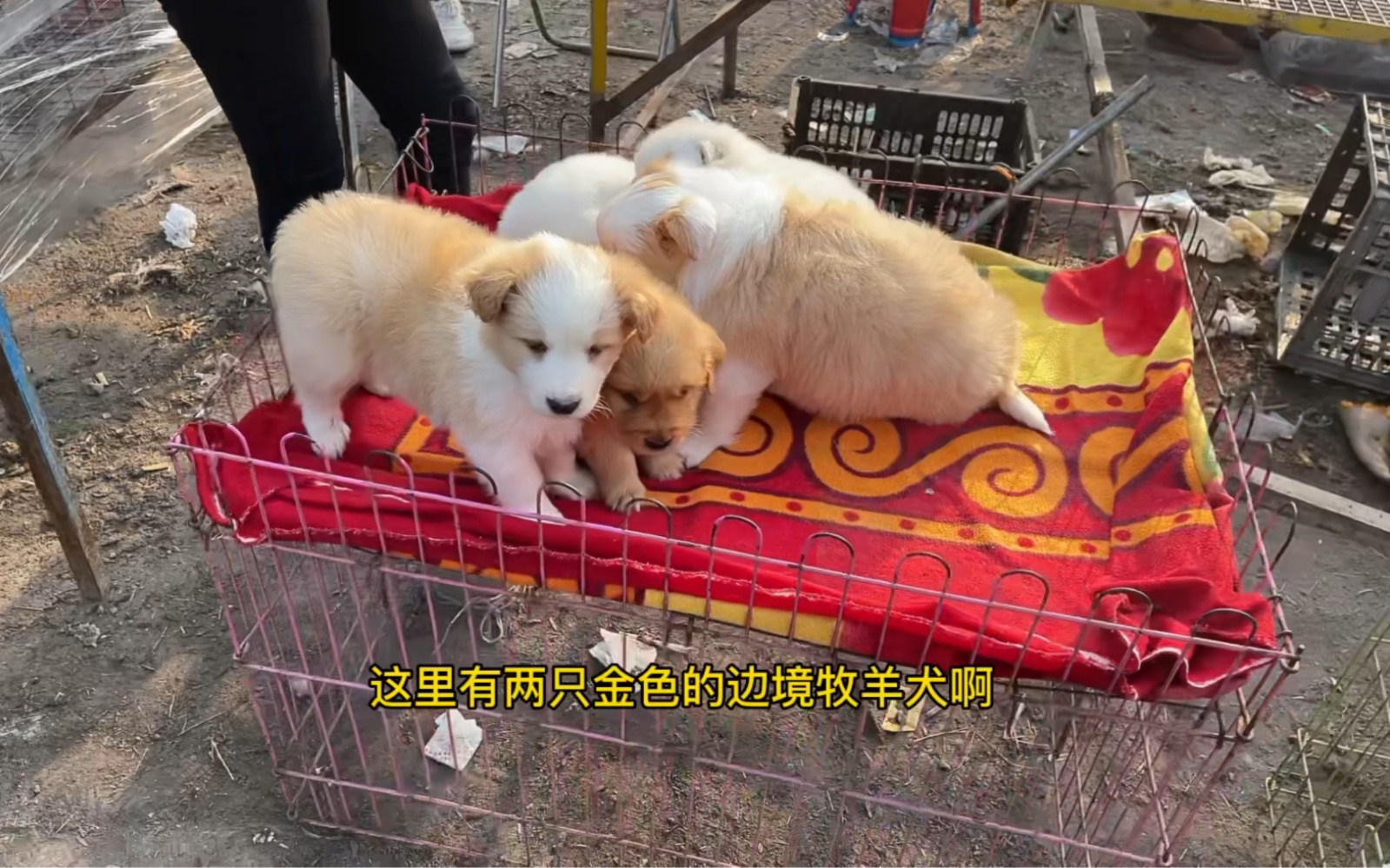 金色边境牧羊犬哔哩哔哩bilibili