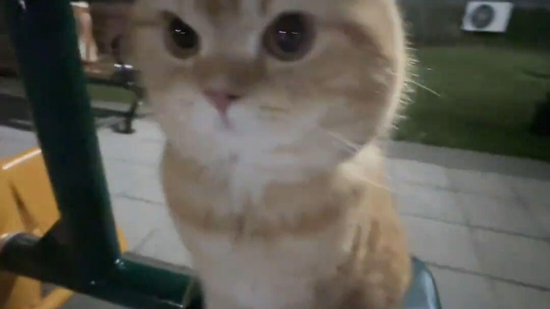 小猫喵喵叫”_哔哩哔哩_bilibili