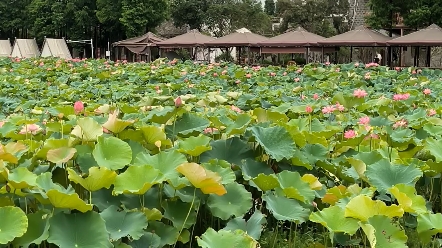 南昌,夏日抚河公园打卡.