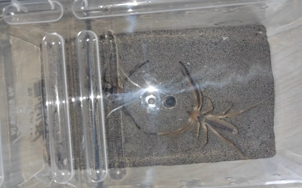 新疆避日蛛交配记录