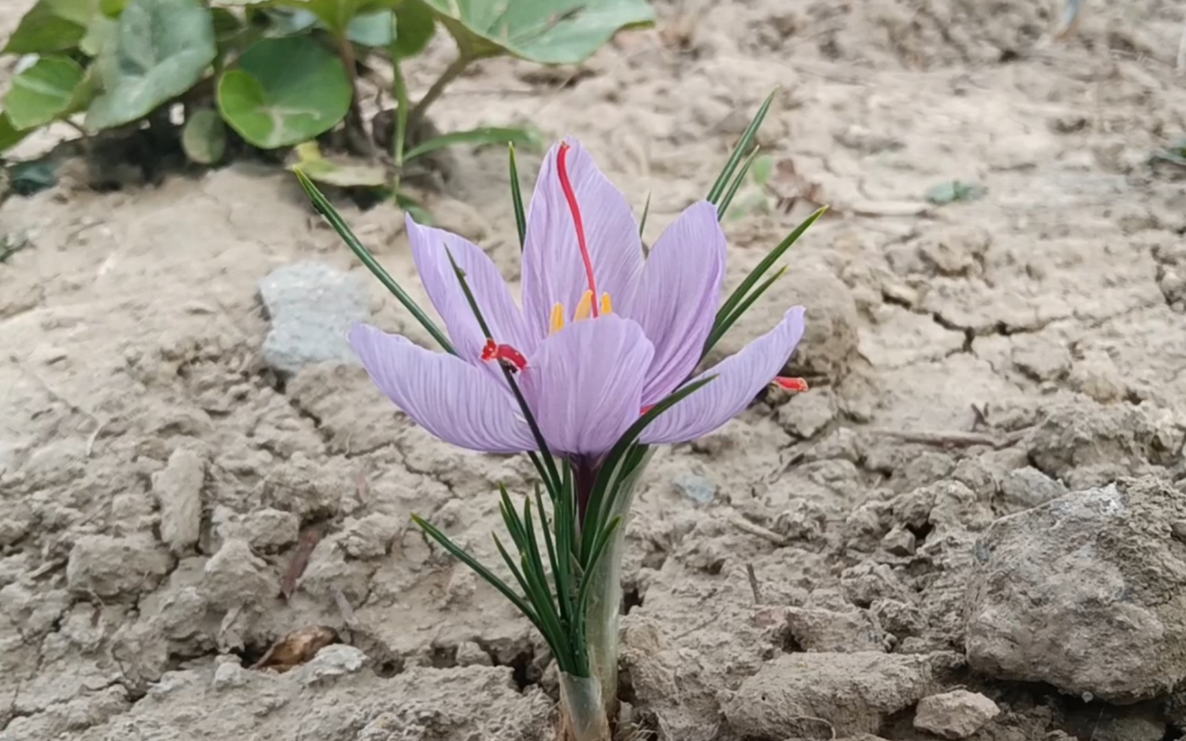 13天,从抽叶到开花——番红花种植记录哔哩哔哩bilibili