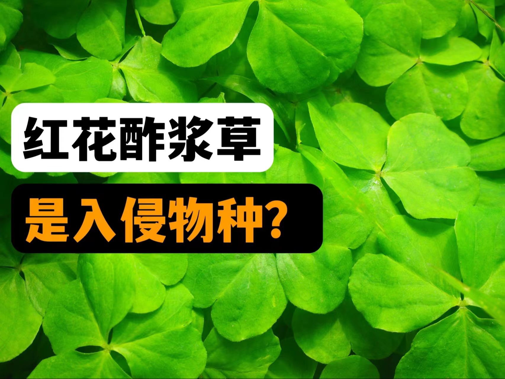 【源科普】随处可见的红花酢浆草竟是入侵物种?哔哩哔哩bilibili