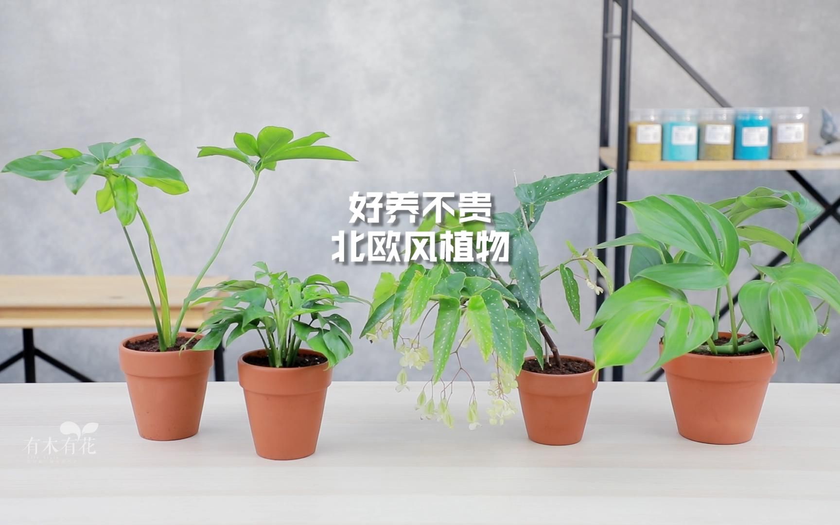 好养不贵 北欧风植物哔哩哔哩bilibili