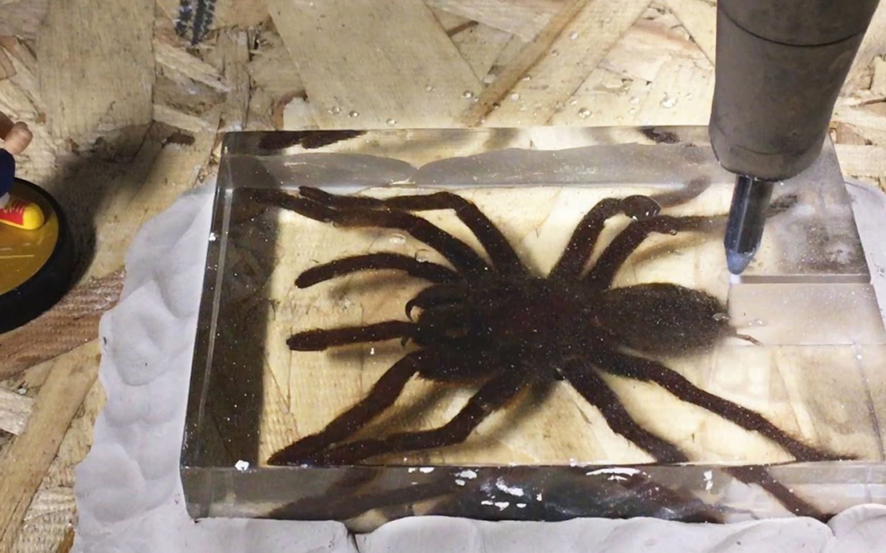 400兆帕水刀切蜘蛛标本,你猜会怎么样?蜘蛛:原来内部这样!