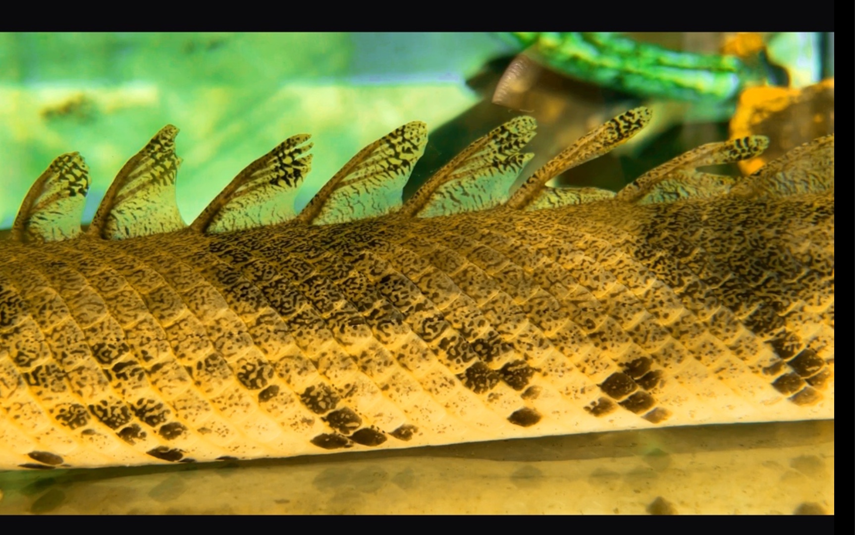 阳光下的虎纹恐龙王恩氏多鳍鱼金色传说