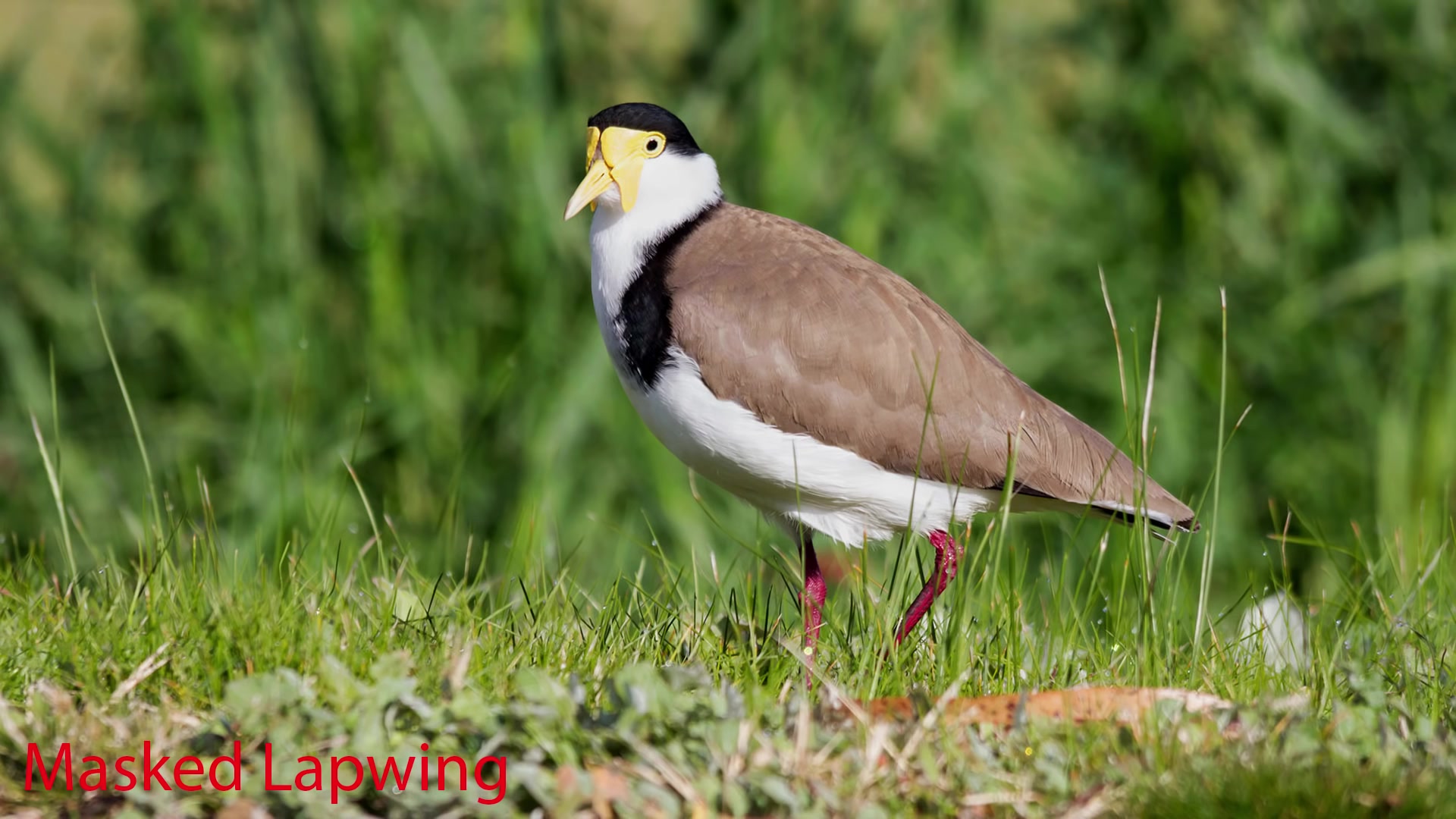 aussie birds and their calls 澳大利亚的鸟叫声