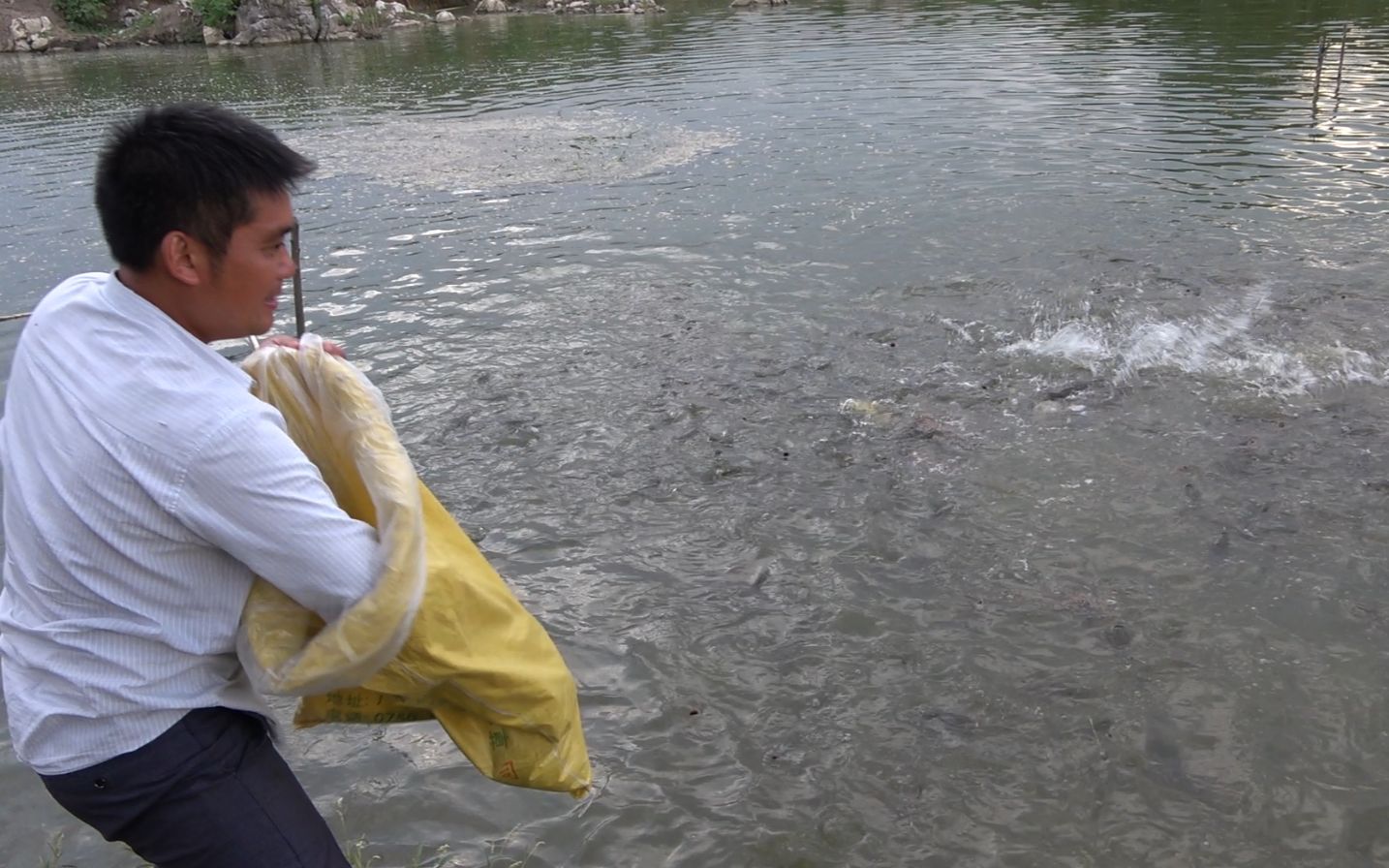 实拍农村5亩的鱼塘养上千条鱼,投喂饲料时水面沸腾,场面好壮观