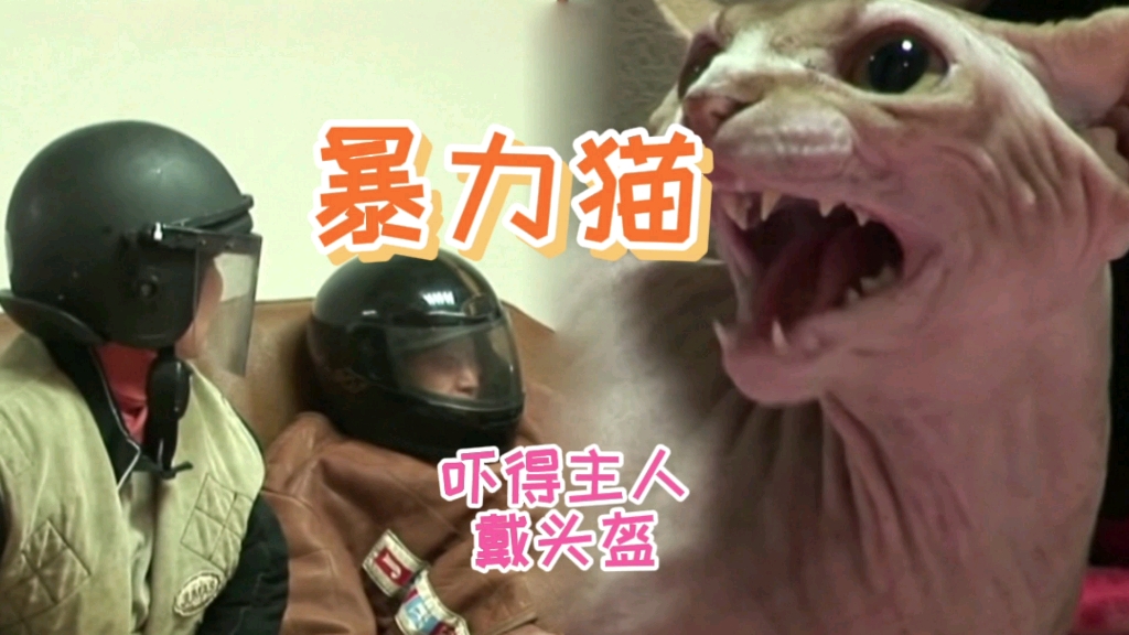 超级暴力猫,吓得主人在家戴头盔.