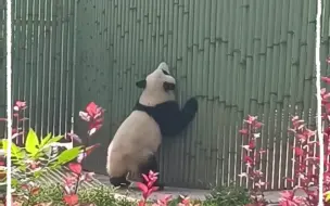 Скачать видео: 秦大朵最新蹦迪视频，一上午能跳20次，太可爱啦，朵朵都要蹦掉