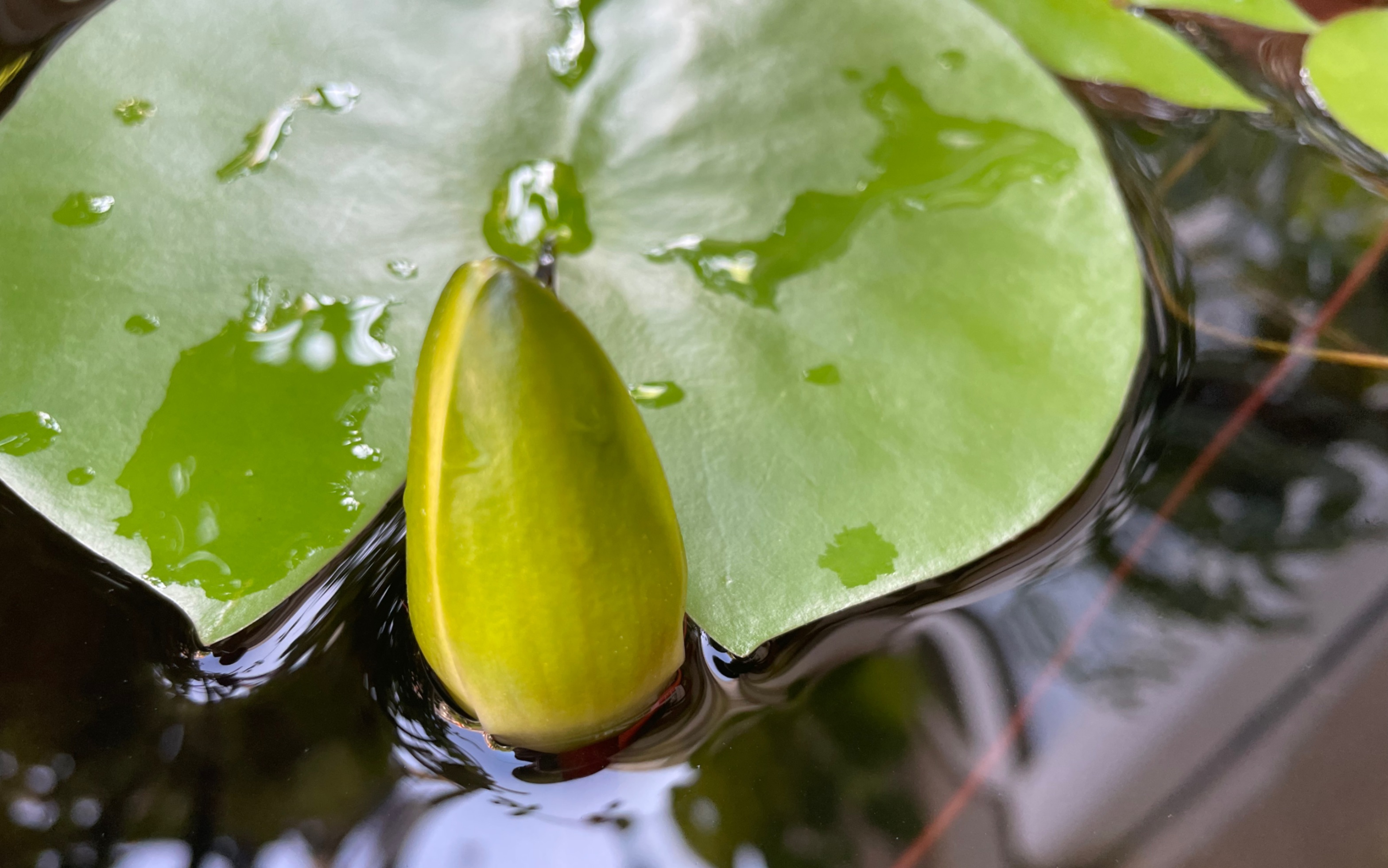 睡莲睡得还挺早,可惜没拍到合拢的过程