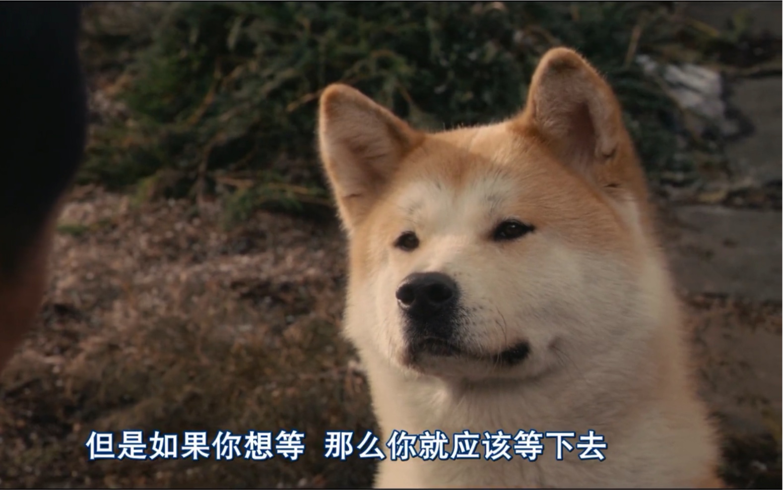 "听着,你不用再等了,他不会回来了"忠犬八公[视频类型] 影视剪辑[视频