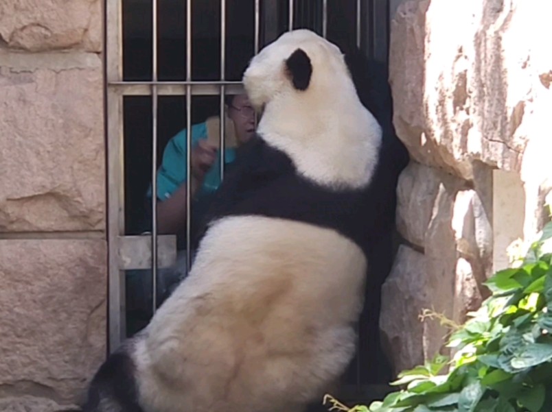 熊猫揣兜表情包图片