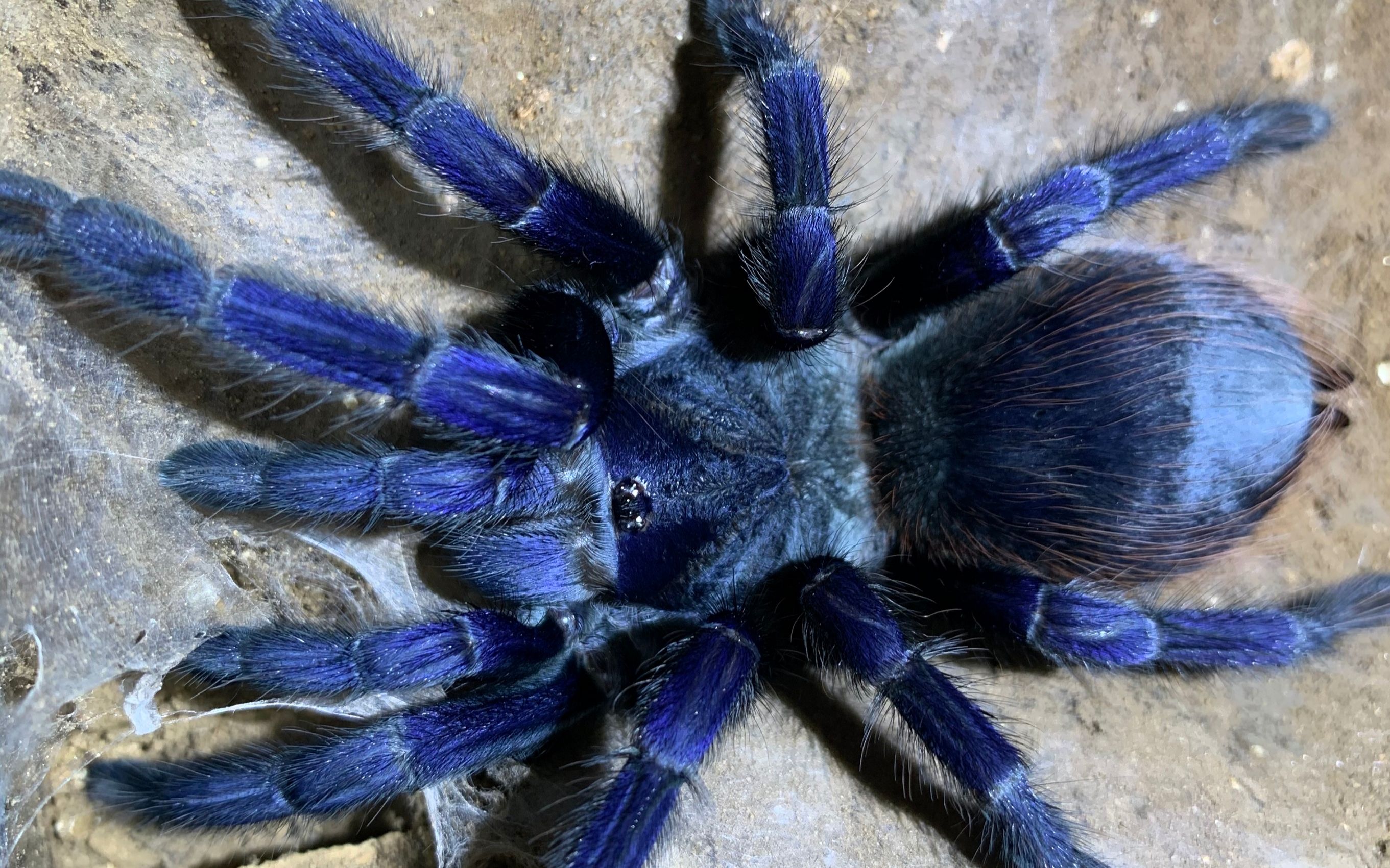 巴西大蓝蛛生长速度图片