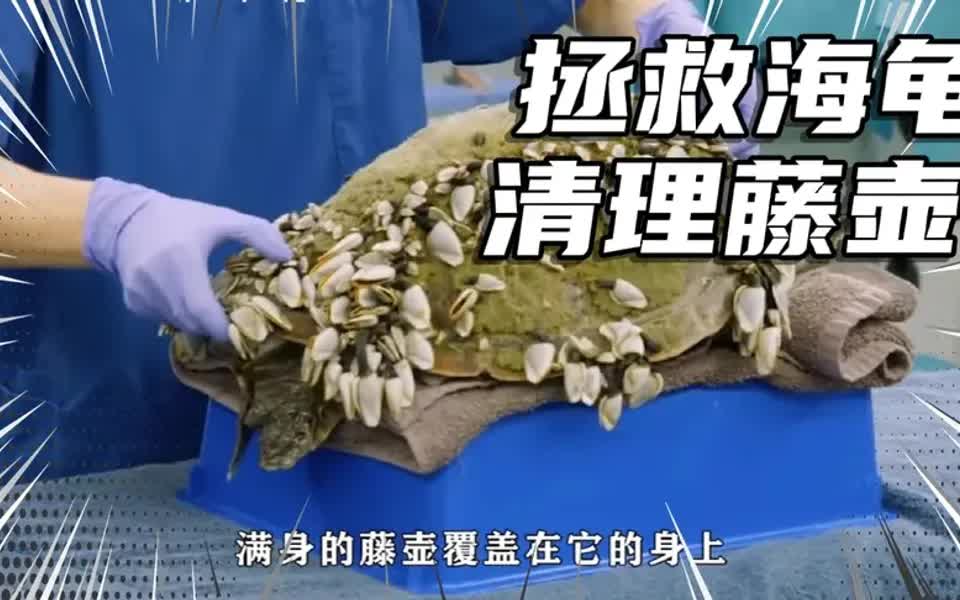 拯救海龟清理藤壶看完整个人都放松了