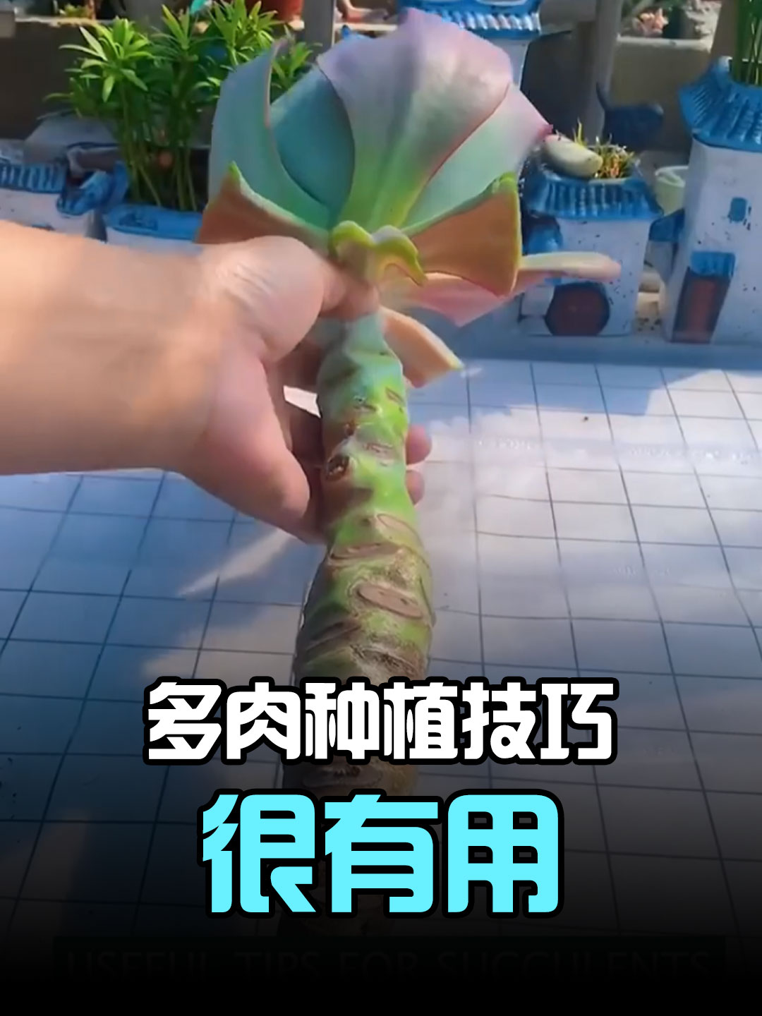 很有用的多肉种植技巧哔哩哔哩bilibili