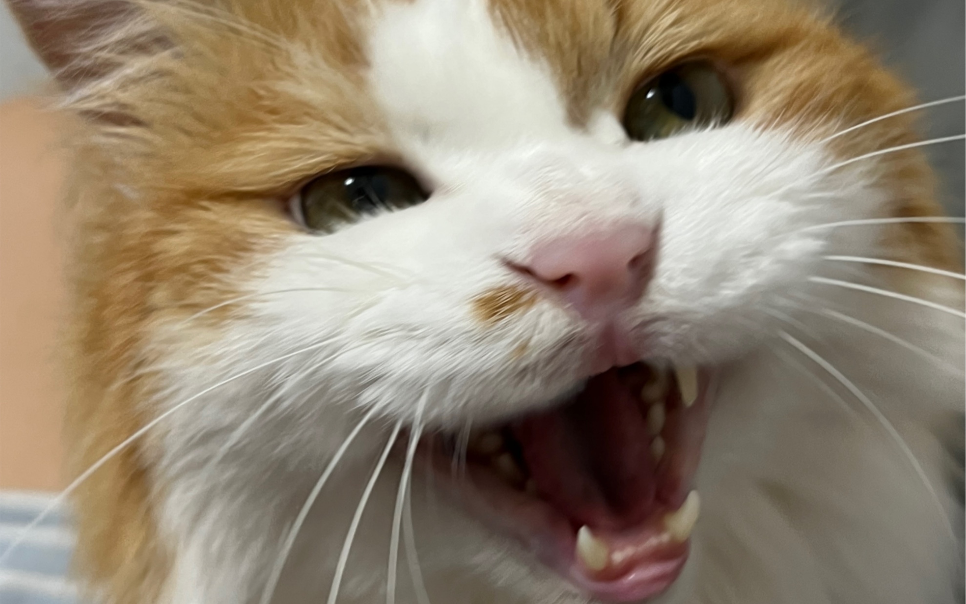 小白小软嘎哈呢