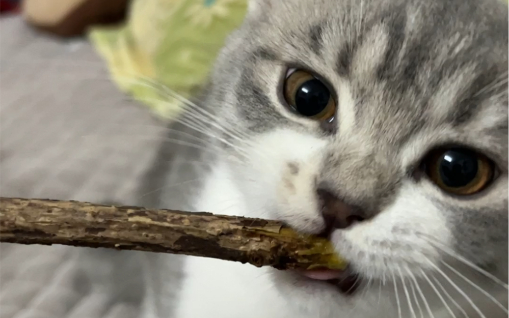 活动  沉浸式猫咪吃木天蓼(我认为是一只可爱的小猫