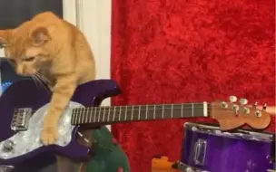 CATS BANd