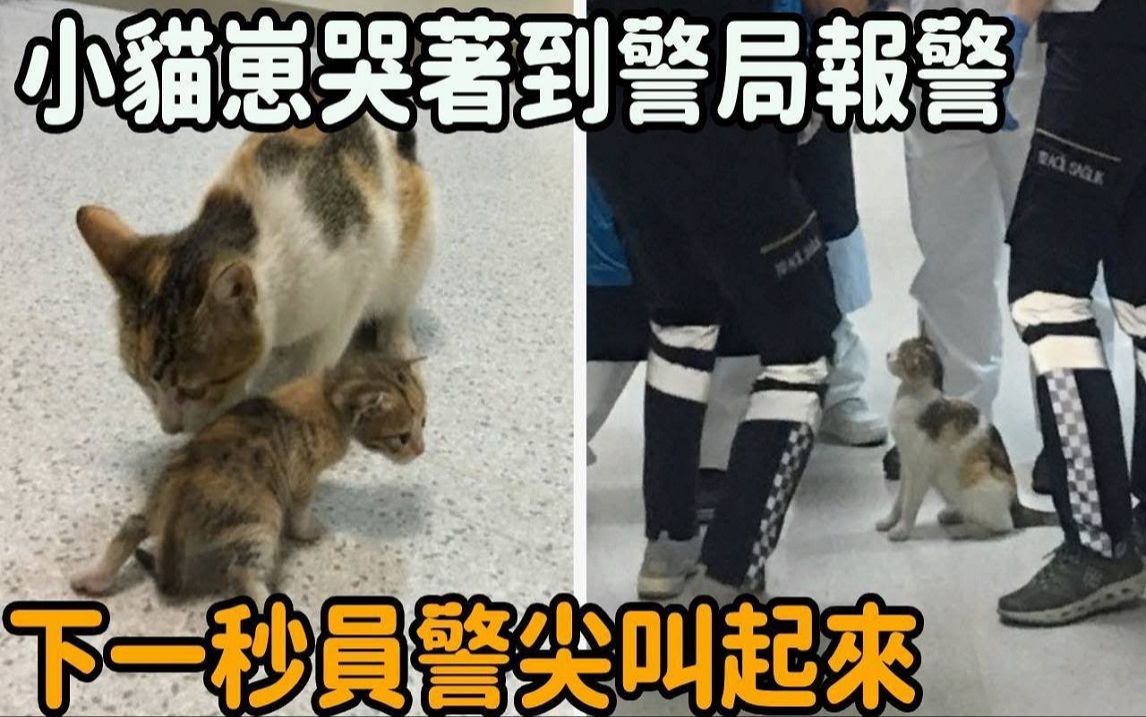 小猫崽哭着到警察局报警,警察好奇跟着它去查看,下一秒却忍不住尖叫起来!哔哩哔哩bilibili