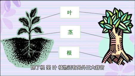 植物的六大器官哔哩哔哩bilibili