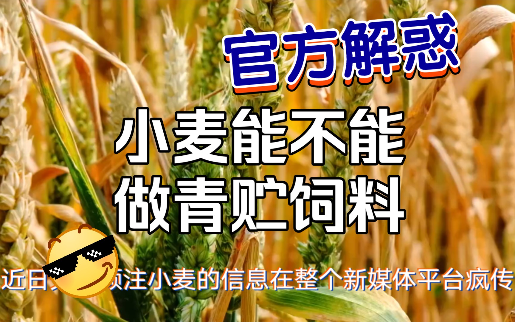 小麦究竟能不能做成青贮饲料?官方给出权威答案;河北某粮企新小麦价格高达1.59元,印尼扣押第六艘棕榈油货轮哔哩哔哩bilibili