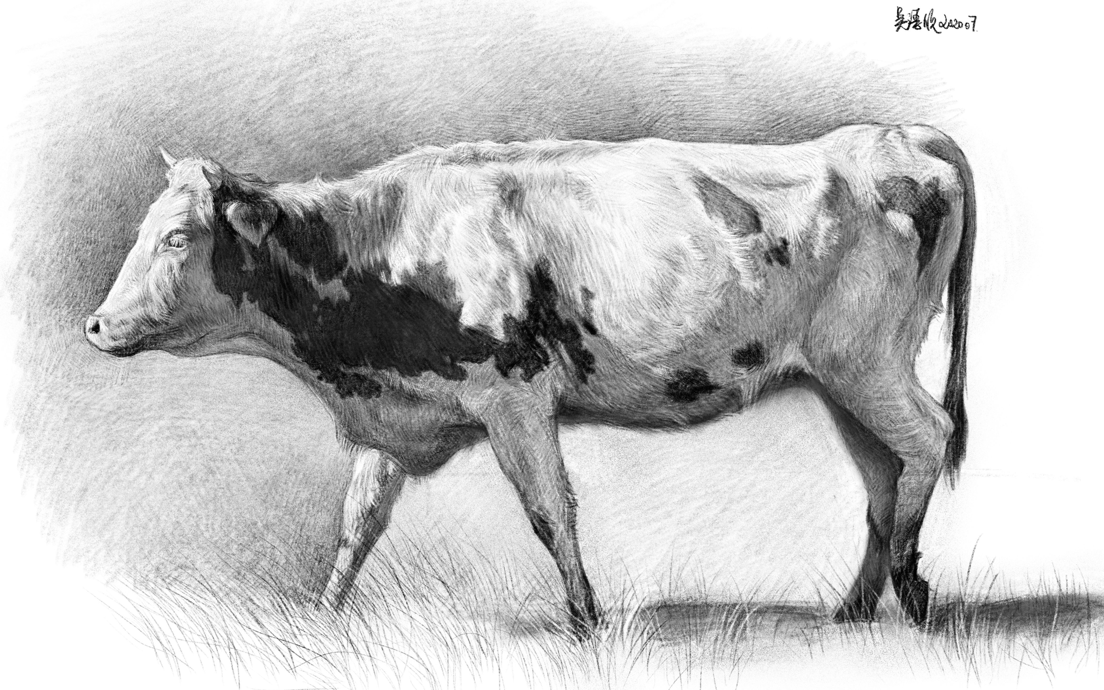 画牛的全身的步骤素描图片