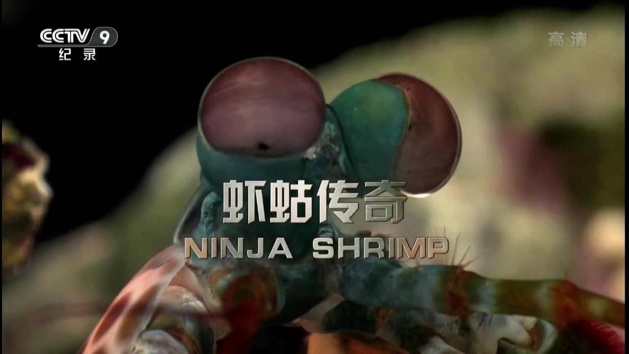 [图]【寰宇地理】《虾蛄传奇》（Ninja Shrimp）【720P/50fps】