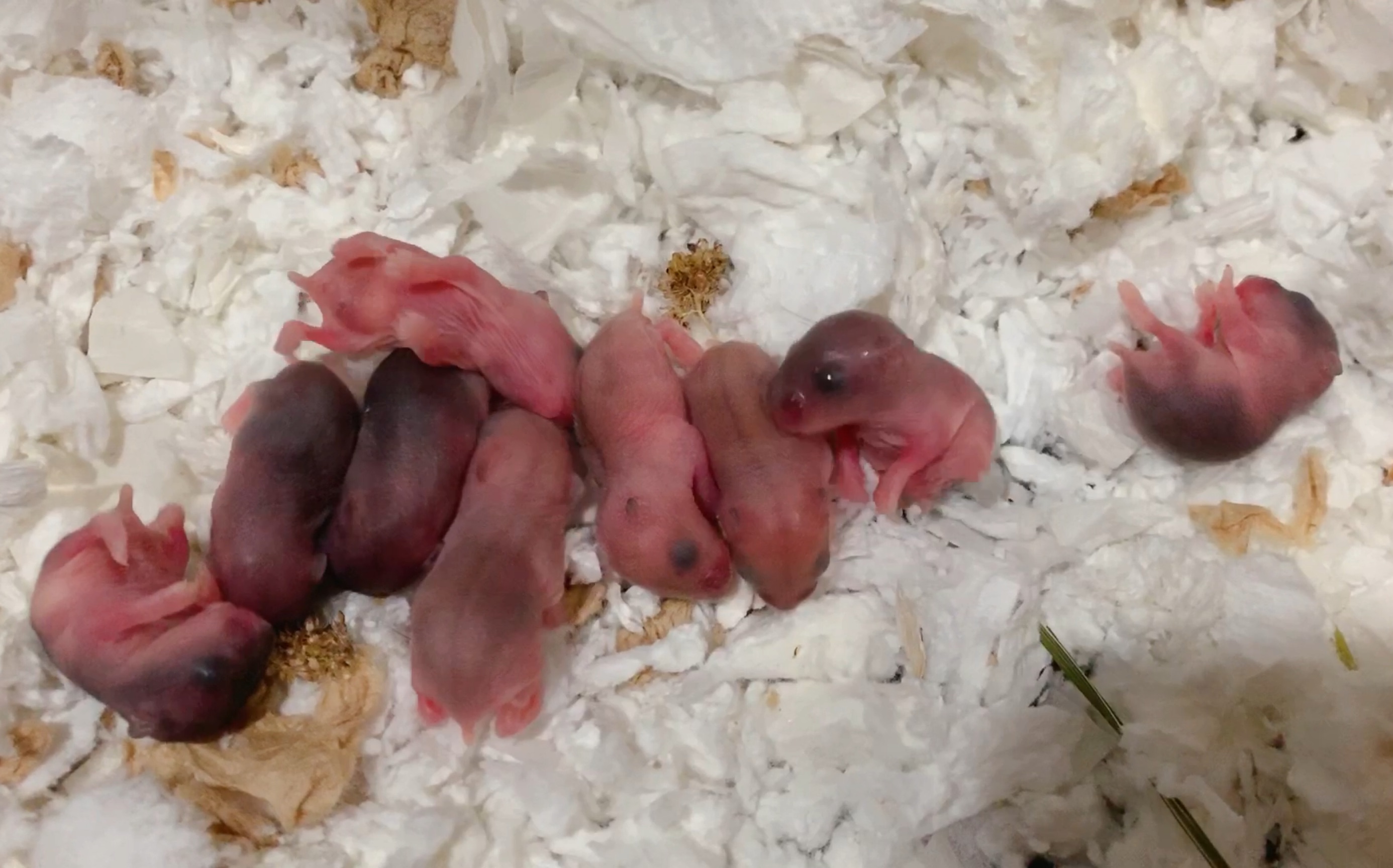 诞生9只原生混紫仓(公)混布丁(母)三线仓鼠小宝宝._哔哩哔哩_bilibili