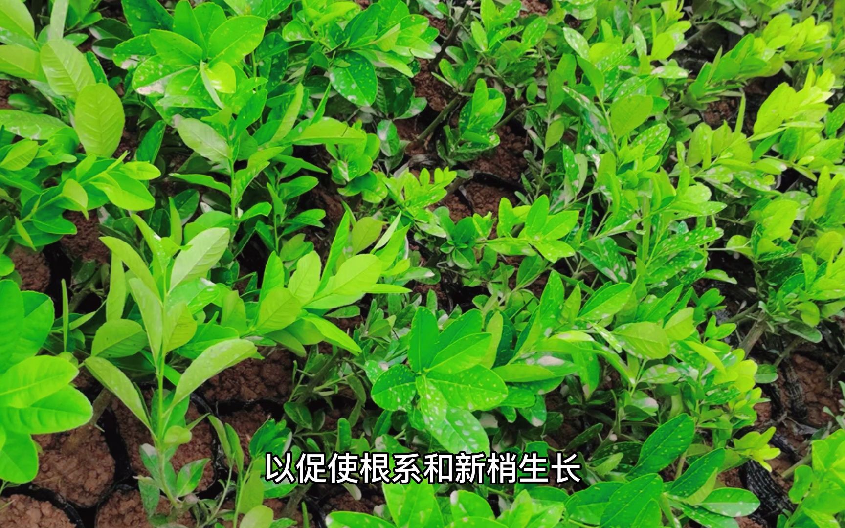 广东香水柠檬种植后如何管理?哔哩哔哩bilibili