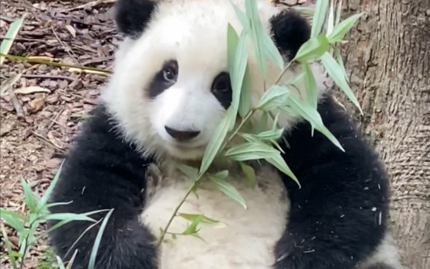 大熊猫和花-小花花吃叶叶