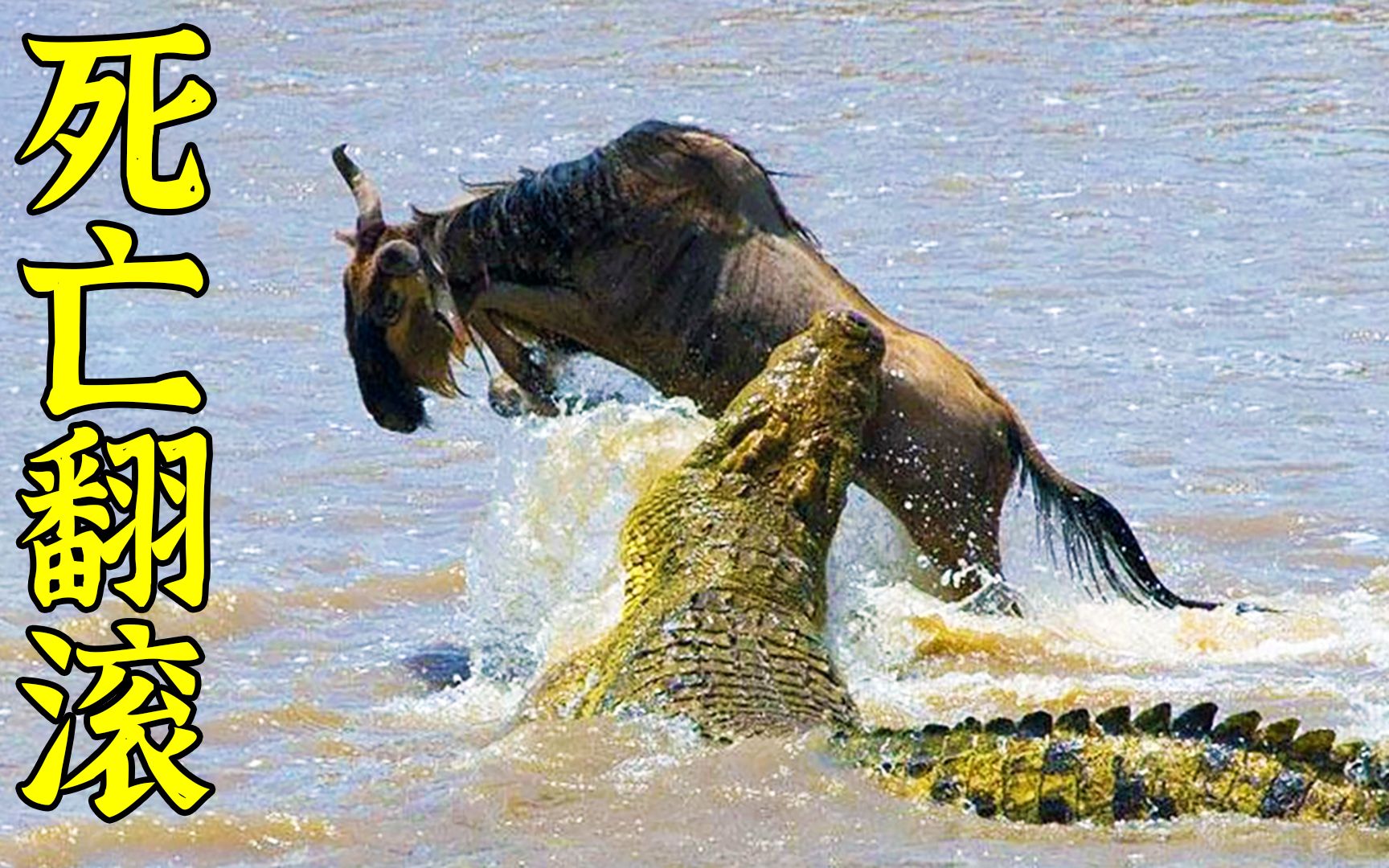 残暴鳄鱼狩猎角马,一口一个准,并将其残忍的吞噬,纪录片_哔哩哔哩