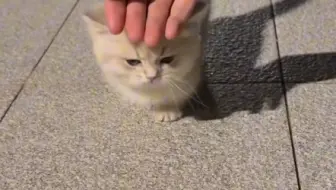 路边看到一只小猫非要跟我回家