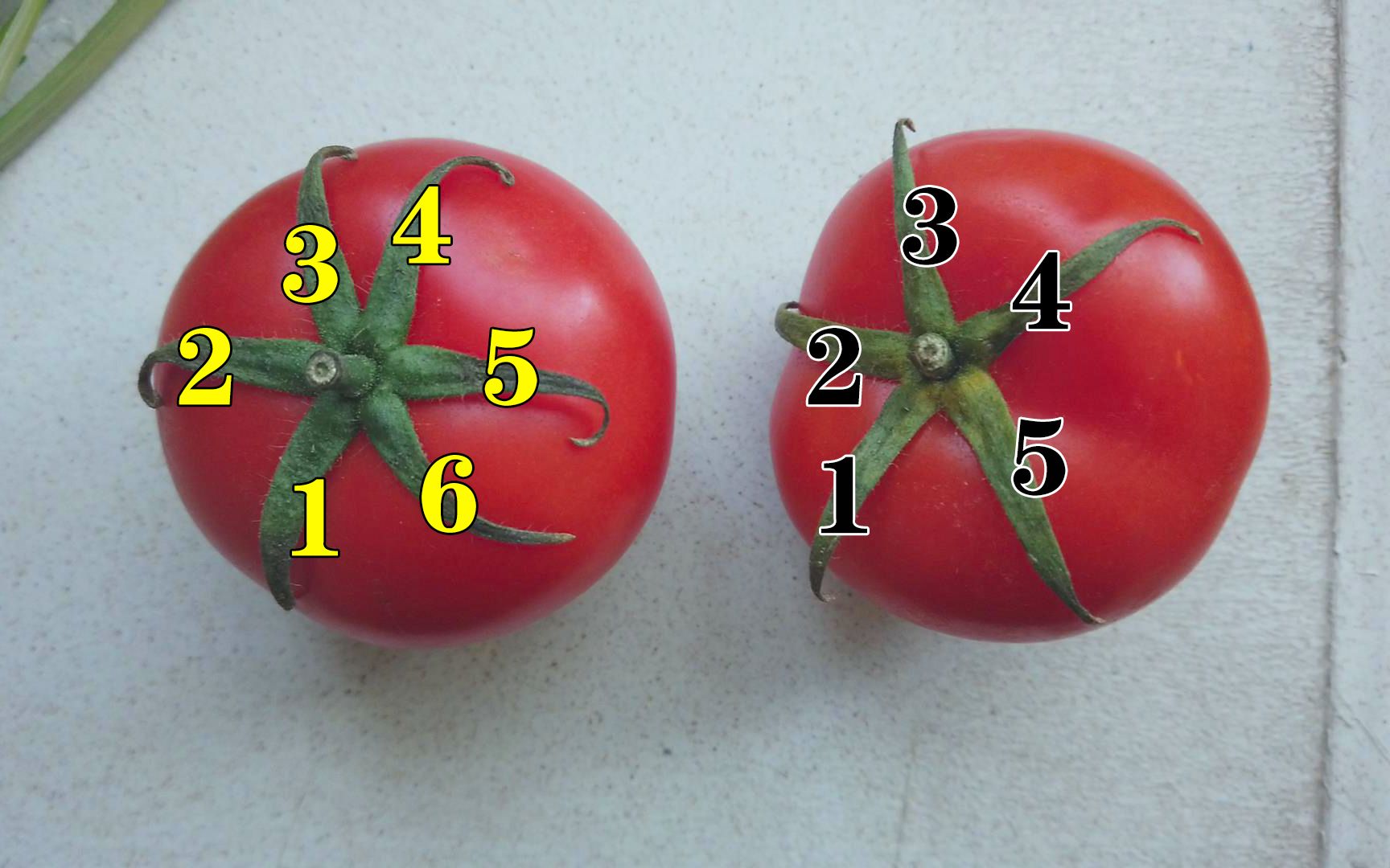 番茄上有个小机关,十几秒去皮,还能分辨公母,是真是假?