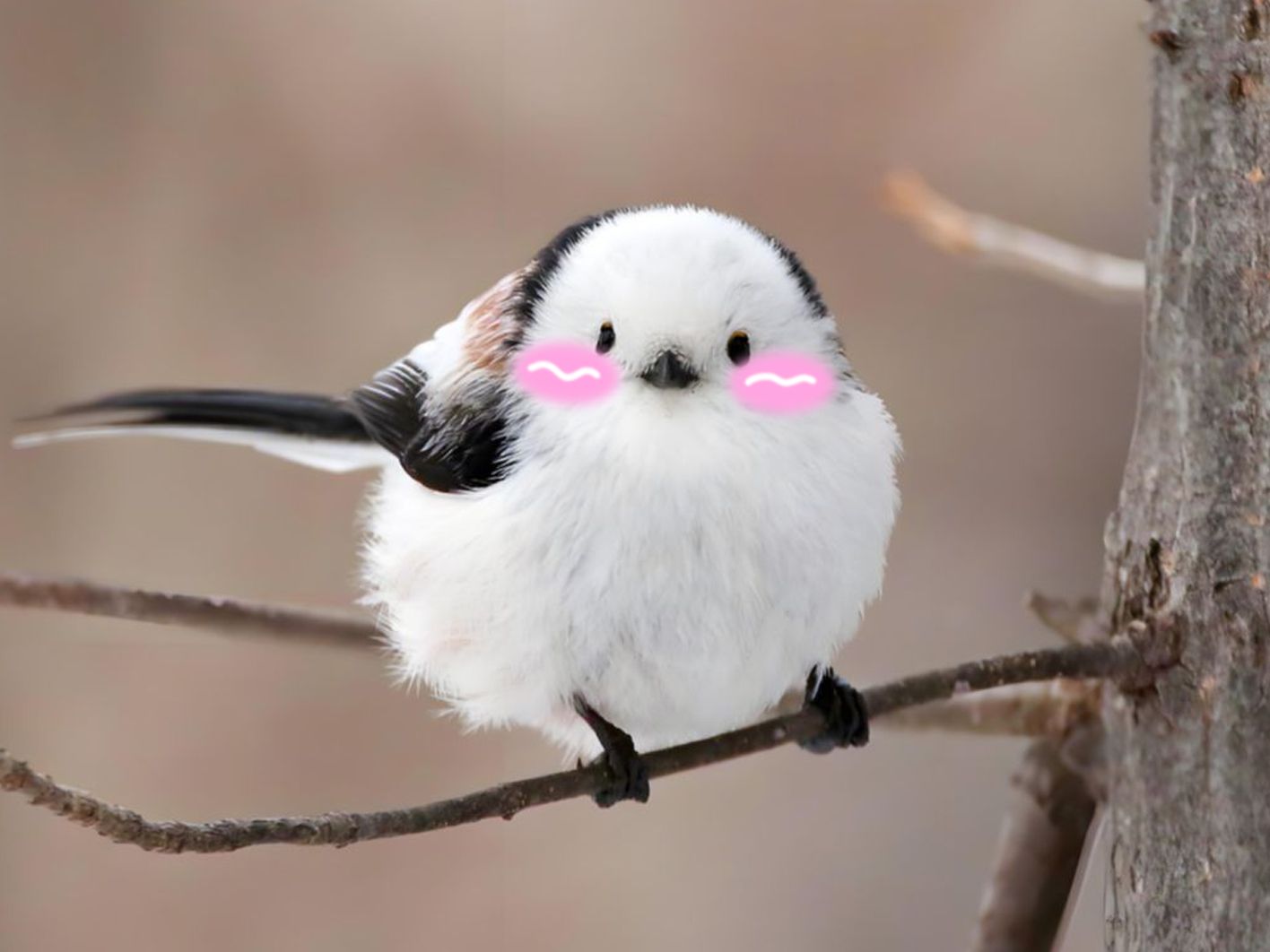 呆萌可爱肥嘟嘟,只是脑袋有点秃