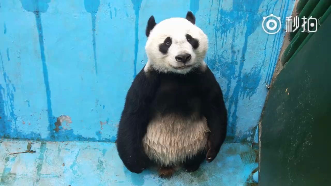 大熊猫浦浦浦浦大公子还是个模仿达人我的真实身份是一只企鹅