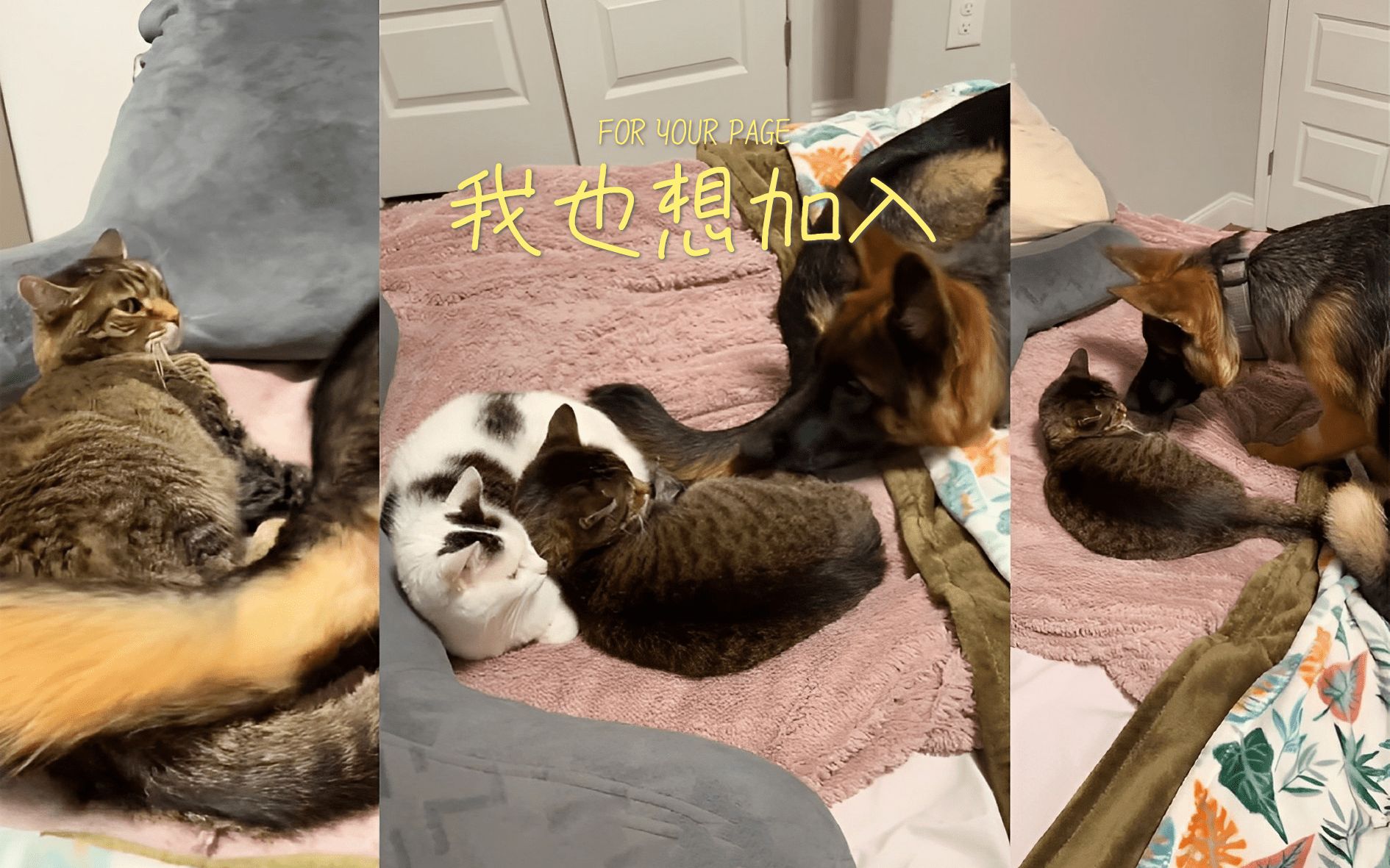 [图]想跟猫猫做朋友的狗狗 💗