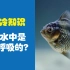 鱼在水中是怎样呼吸的？鱼鳃是怎么工作的？