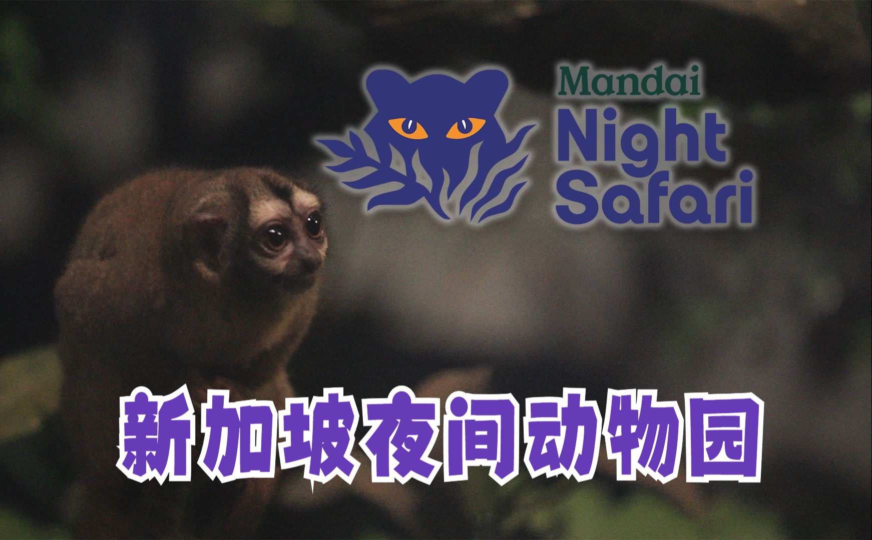 新加坡夜间动物园 | 世界首家,超独特体验!还想再去!Night Safari哔哩哔哩bilibili