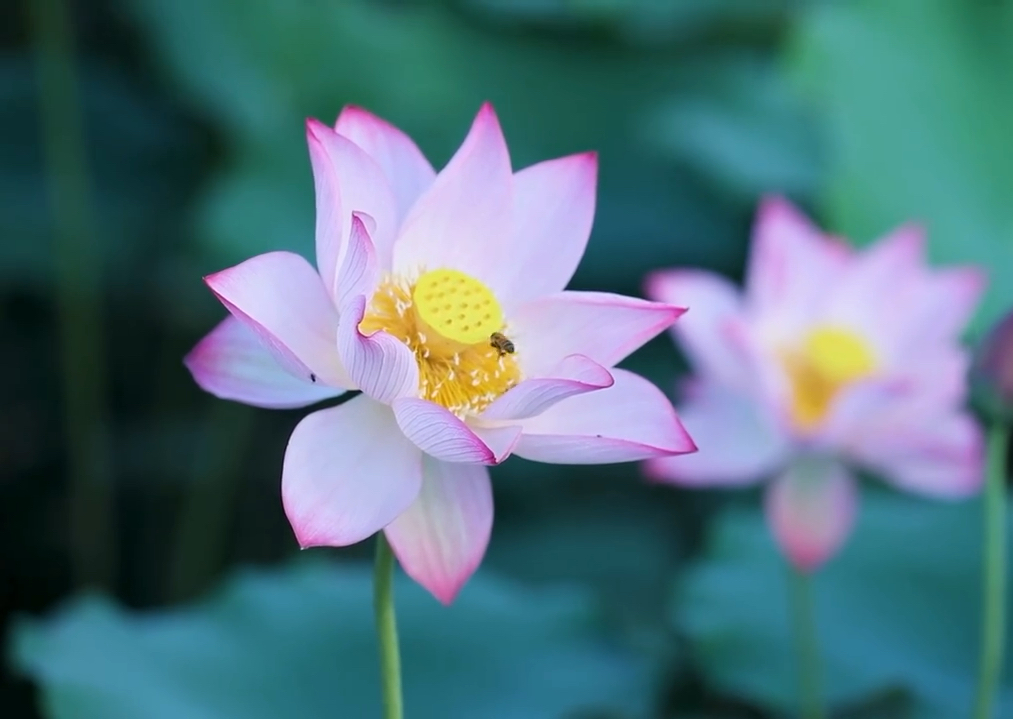 盛夏时节,山东省菏泽市牡丹区七里河湿地公园的荷花依次绽放.哔哩哔哩bilibili