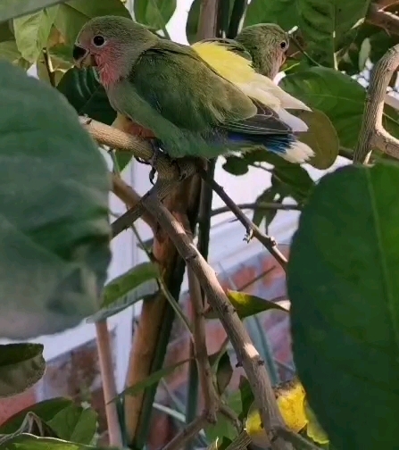 露臺,養鳥日常