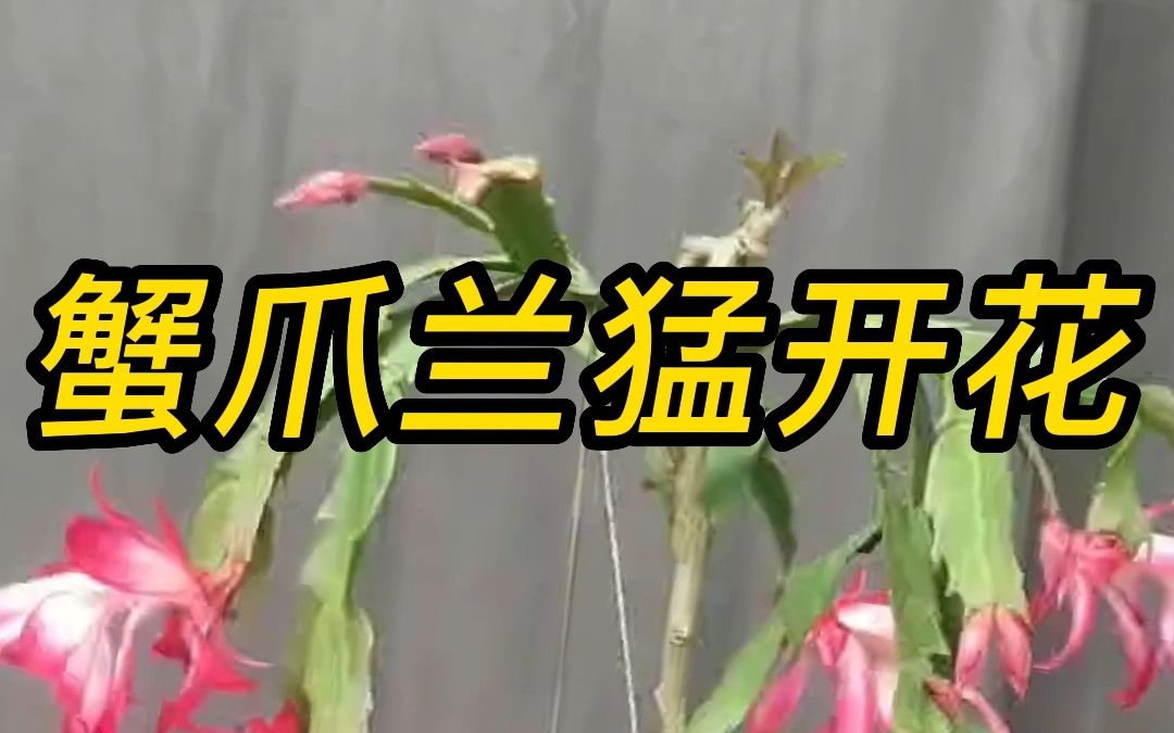 蟹爪兰如何养殖猛开花哔哩哔哩bilibili