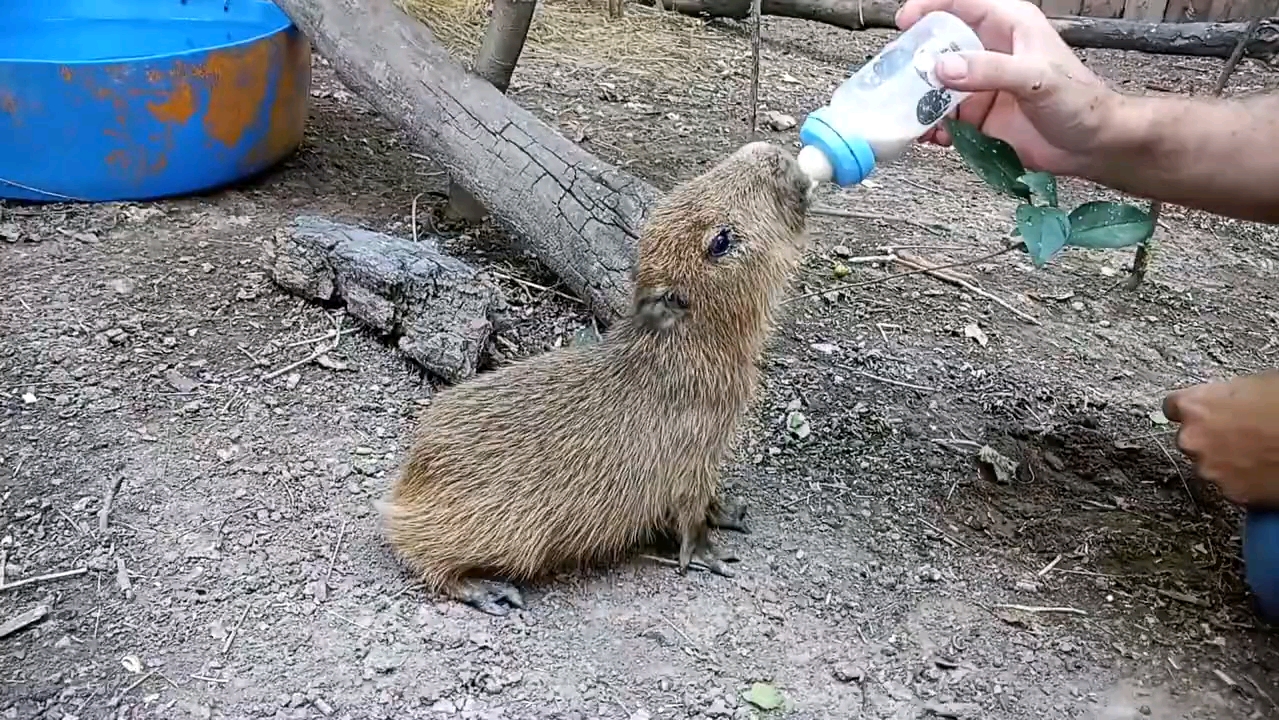 还在喝奶的小豚豚