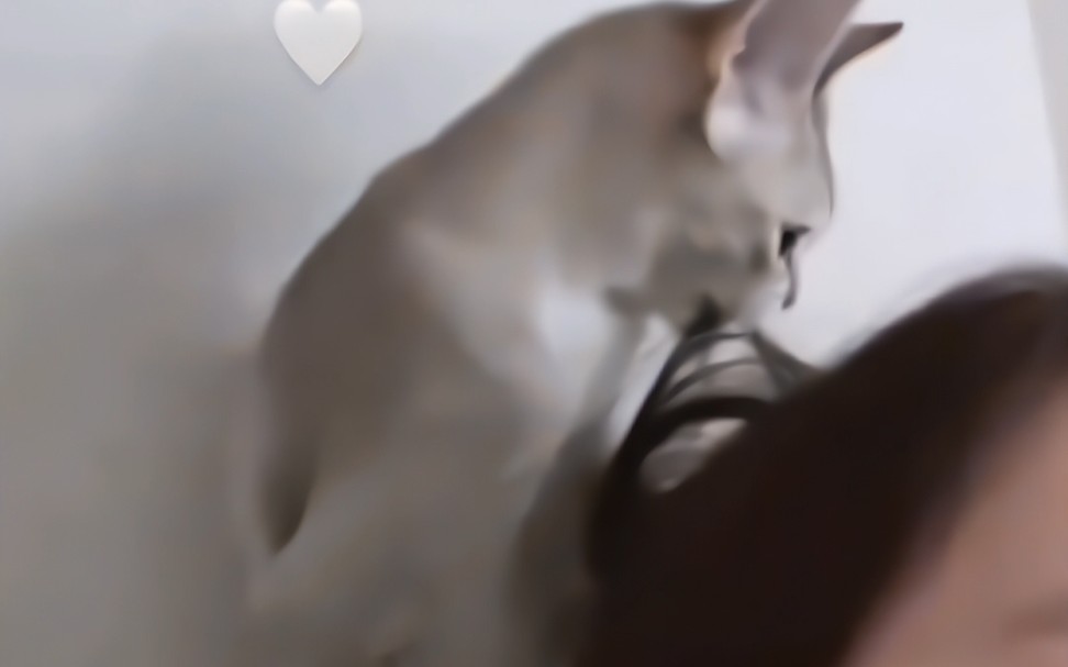 大文2024/5/21 ins快拍更新 德文猫宠粘人精 #文彩元