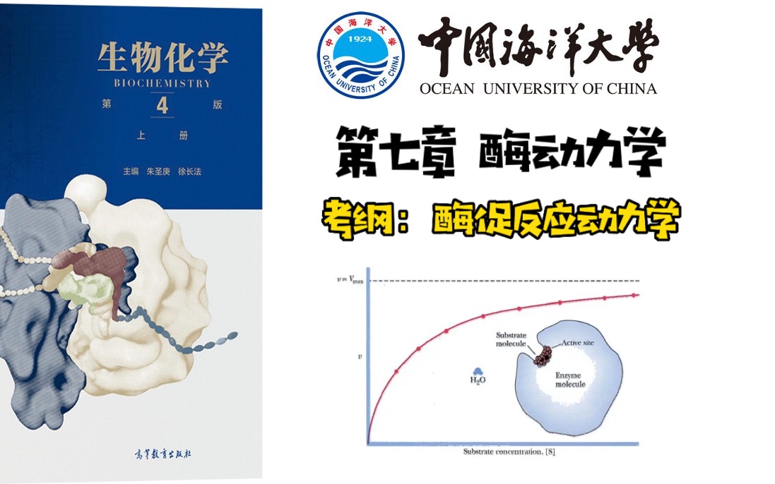 第七章 酶动力学【中国海洋大学考研】哔哩哔哩bilibili