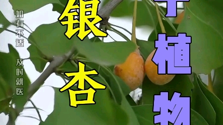 常见8种裸子植物之本草第6集哔哩哔哩bilibili